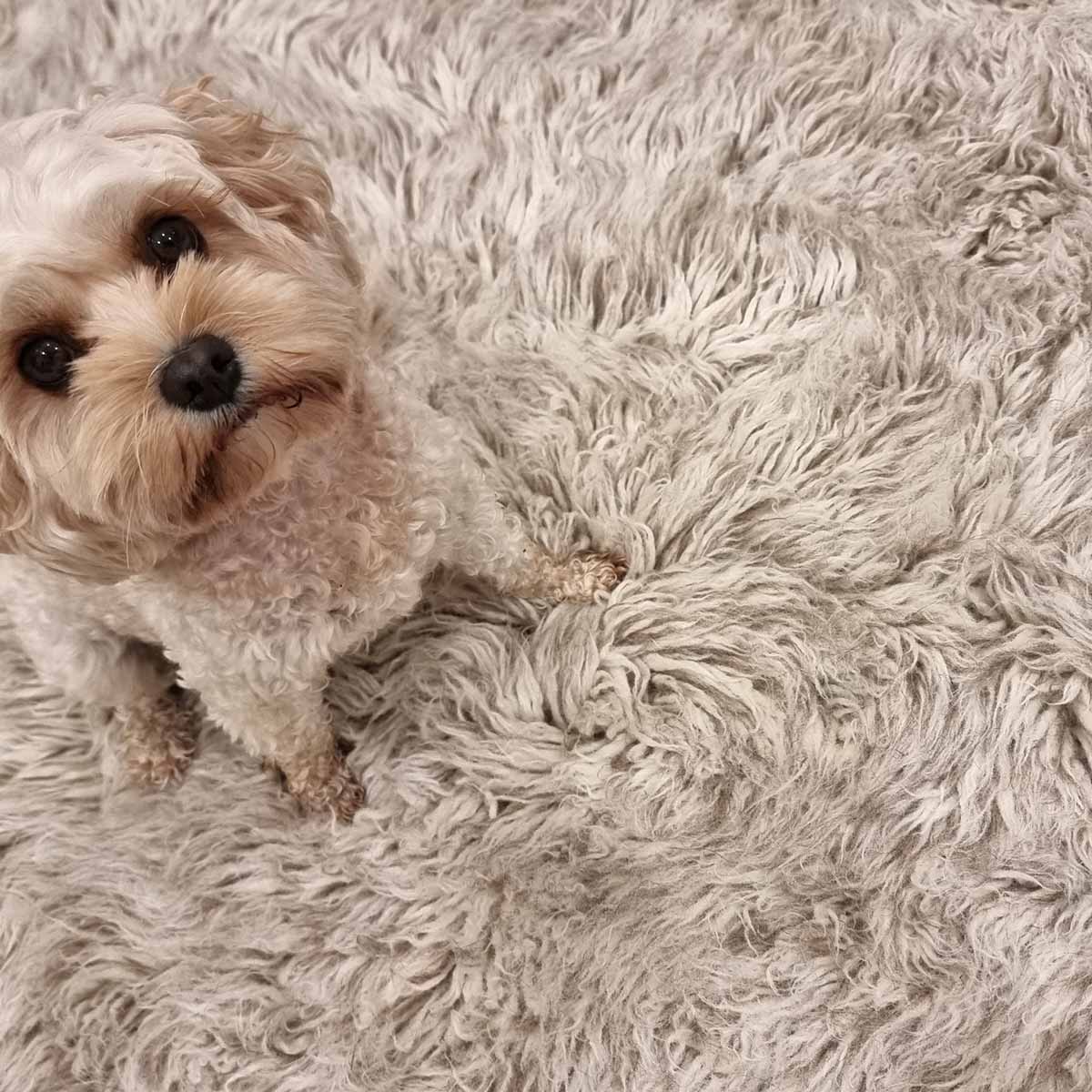 Pure New Zealand Wool 2000 GSM Cinnamon Flokati